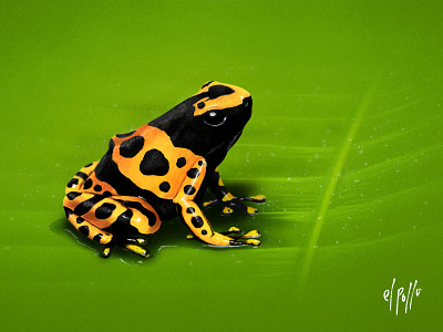 Yellow-banded poison dart frog amphibian cute digital painting frog leaf nature photoshop venezuela wacom