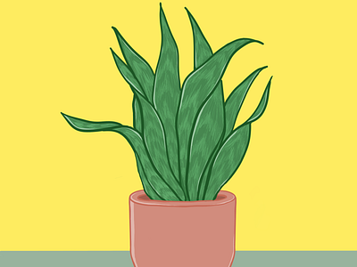 Snake Plant design graphic design illustration