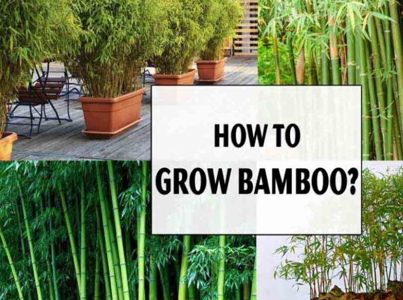 How to Grow Bamboo by Home Garden Nice on Dribbble