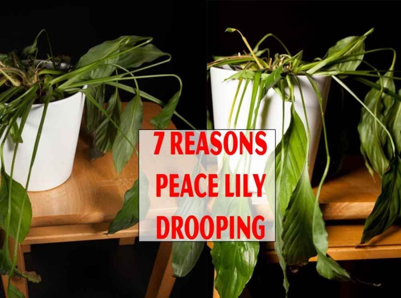 7 Reasons Peace Lily Drooping And How To Reviving by Home Garden Nice