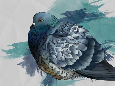 Pigeon animal illustration photoshop pigeon watercolour