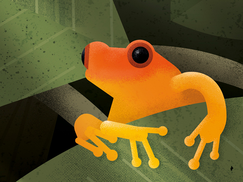 Golden mantella frog illustration debut madagascar frog illustration