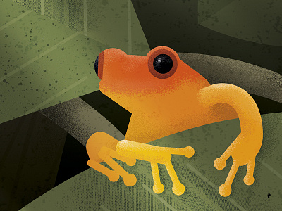 Golden mantella frog illustration debut frog illustration madagascar