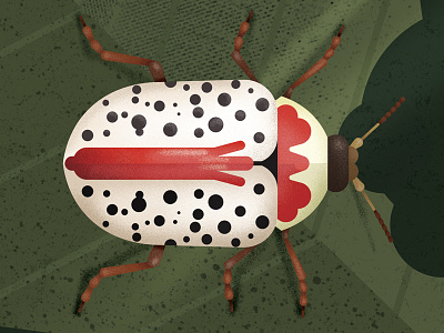 Beetle beetle bug illustration insect leaf
