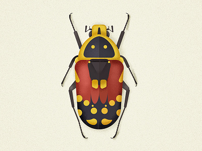 Flower beetle beetle bug coleoptera flowerbeetle illustration insect insectagram