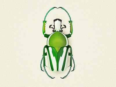 Regal Fruit Chafer beetle bug coleoptera flowerbeetle illustration insect