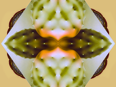 Abstract Cactus abstract cactus digital illustration kaleidoscope mood symmetry