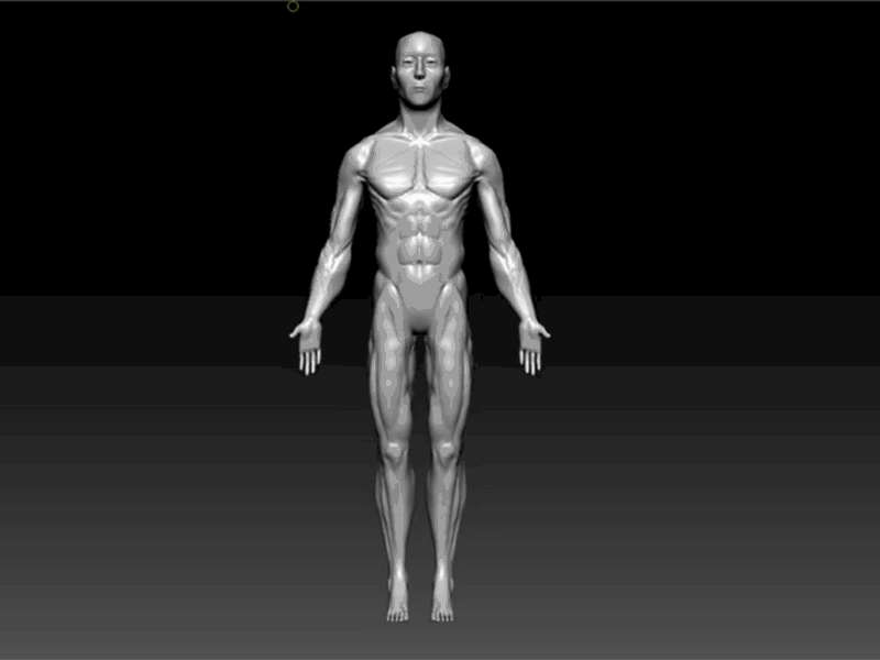 3D Human Model