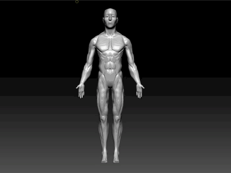 3D Human Model 3d 3d model 3d modeling anatomy animation maya zbrush