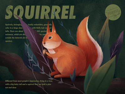 squirrel illustration animal design illustration
