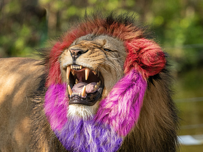 Beautiful Lion 💜 color design effect photoshop