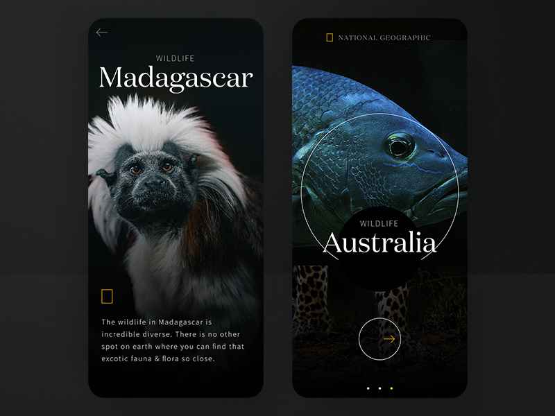 #1 Wildlife on a glimpse | National Geographic mobile concept ๐ animals branding cologne national geographic learning education ape fish mobile typography dark moody wildlife