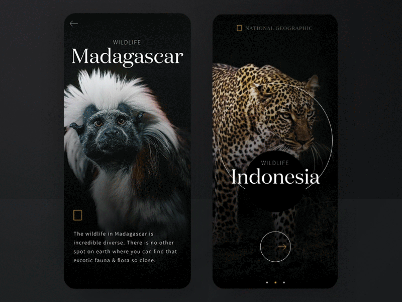 #2 Wildlife on a glimpse | National Geographic concept 🐒 ape dark fish indonesia invision jaguar mobile motion prototyp slider studio transition tropic website wildlife