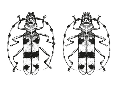 hand drawn things - bug black and white bug dotwork hand drawn handdrawn insect pencil drawing