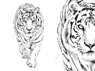 Dotwork Tiger animal blackwork dotwork hand drawn illustration ink tattoo tiger