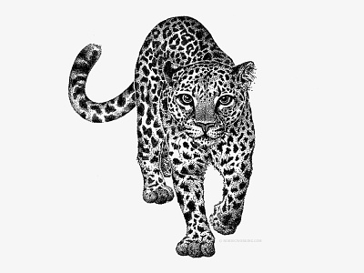 Dotwork Leopard animal armur leopard blackwhite blackwork dots dotwork drawing hand drawn illustration ink ink drawing leopard tattoo art