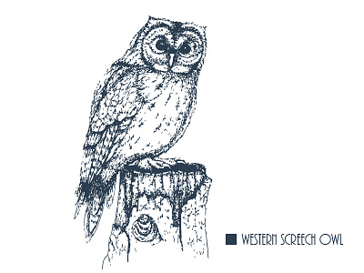 Western Screech Owl 2d character flat icon illustration natimade owl