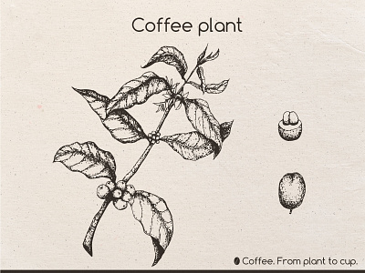 Coffee. From plant to cup 2d coffee cup flat icon illustration natimade vintage