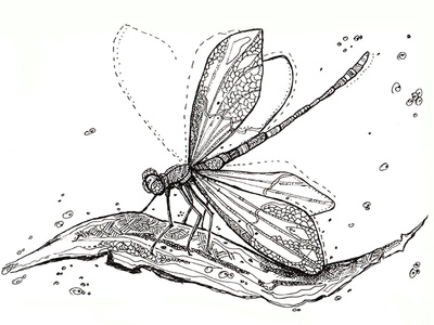 A dragonfly from the ink set of insects