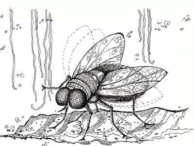 A fly from the ink set of insects black and white character fly for sale graphic illustraion ink inked insect natimade