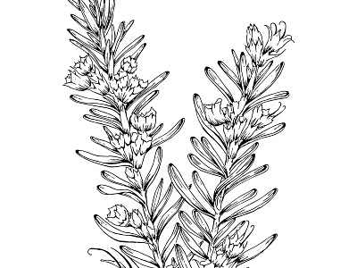 Rosemary drawing botanical drawing herb illustration rosemary sketch vector