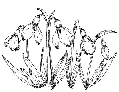 snowdrop drawing botanical drawing flower illustration sketch snowdrop vector