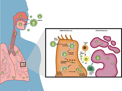 SARS-CoV-2 Entry in Airway Epithelial Cell