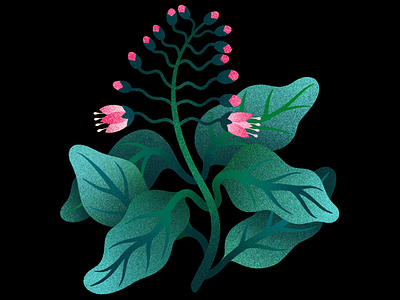 Flower digital flower illustration procreate