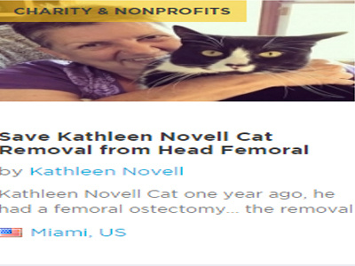 Save Katheleen Novell Cat For Removal From Head Femoral cat cat desease cats character charity concept donate donation finance finance financial fund head femoral help katheleen novell cat non profit operation paypal save cat surgery