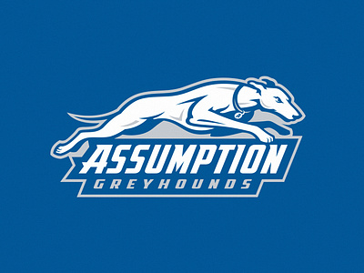 Greyhounds assumption branding college design dogs greyhounds identity illustration mascot team