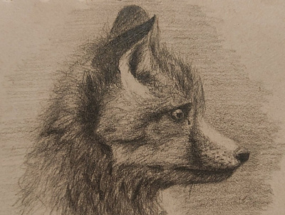 Fox design draeing draw fox illustration picture sketch sketchbook sketching