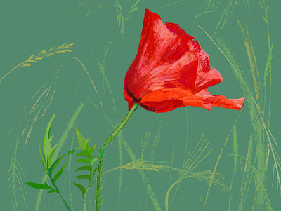 Poppy digital digitalart digitalartist digitalpainting flower green illustration ipad ipadart landscape nature poppies poppy procreate red