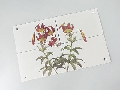 Botanical Postcard Front botanical design postcard