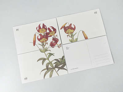 Botanical Postcard Back botanical design postcard