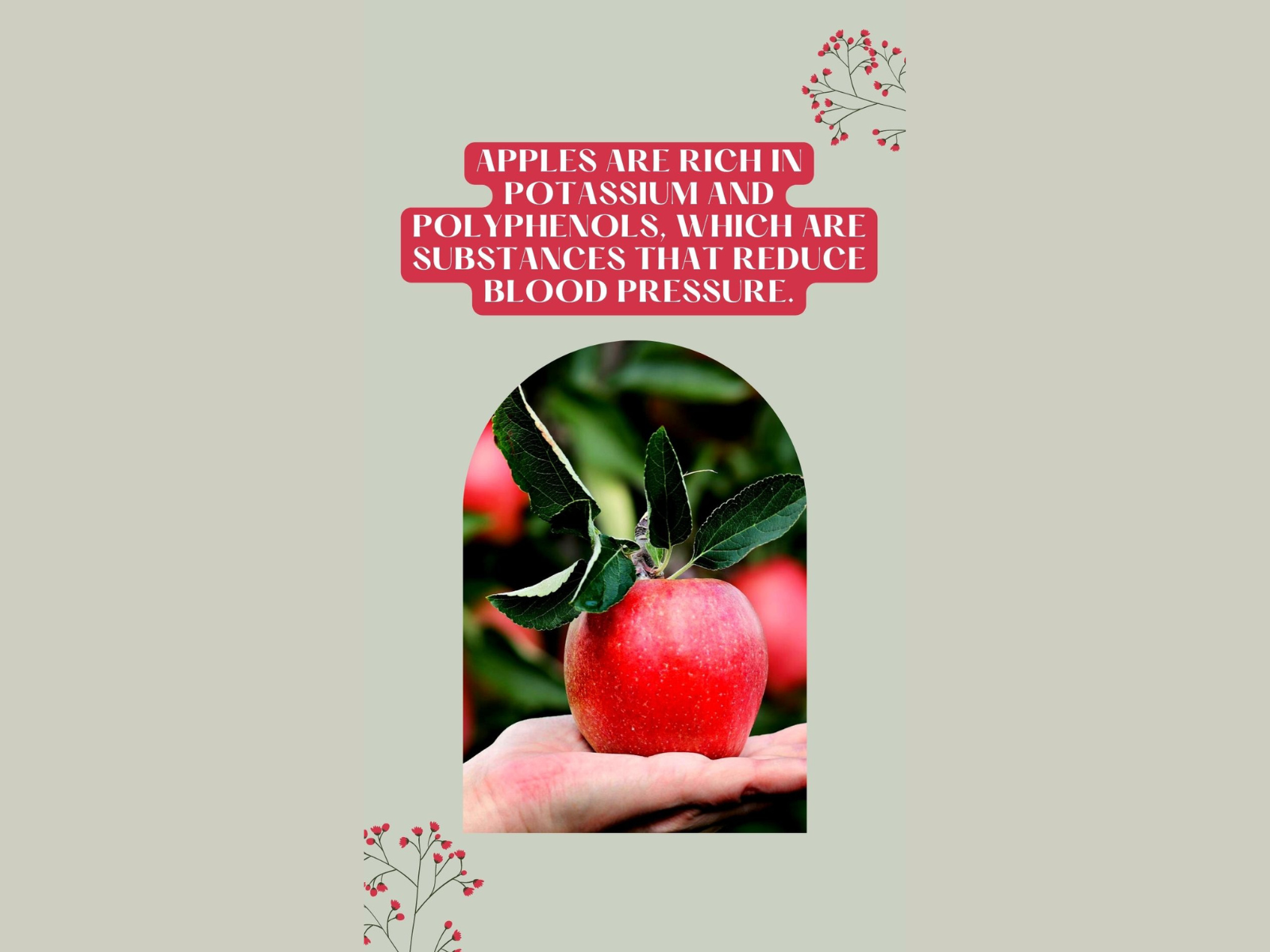 Apples Are Rich In Potassium And Polyphenols by Hubert on Dribbble