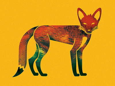 Fox Illustration fox illustration texture