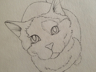 Bibble the cat sketch cat illustration in progress process sketch