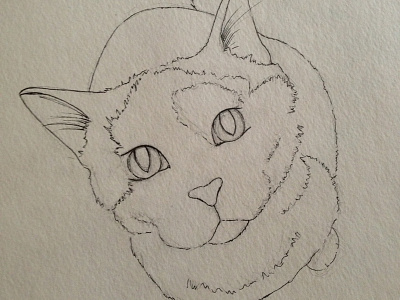 Bibble the cat sketch