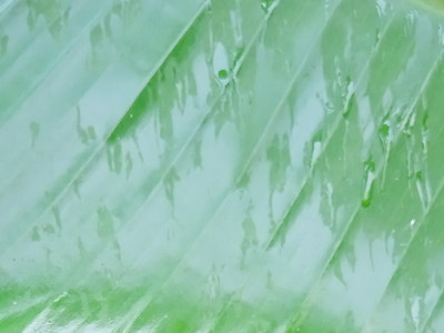 stunning green banana leaves