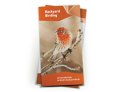 Backyard Birding pamphlet indesign layout print vector illustration