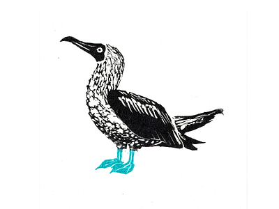 Blue Footed Booby Mark branding illustration logo printmaking