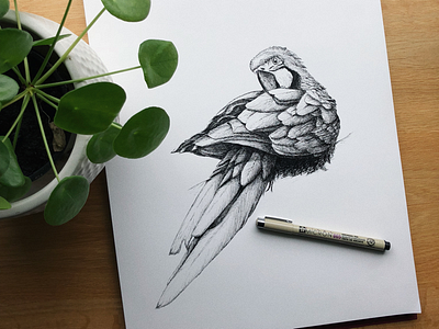 Parrot drawing freehand freehanddrawing handdrawing micron005 parrot pencildrawing pendrawing sketch sketching