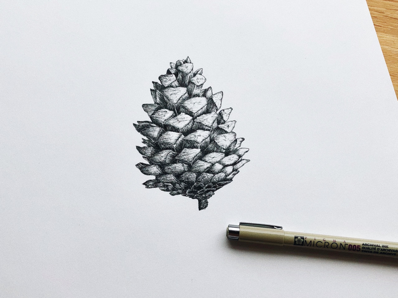 Pine cone by Malin Elisabeth Lindberg on Dribbble