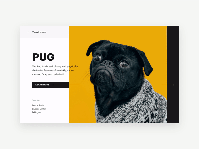 Concept UI: Dog Breed Catalog (Animated) animation catalog dog minimal minimalism pug transition web page