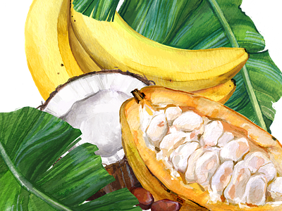Cocoa & banana digital food fruit illustration packagedesign packaging watercolor