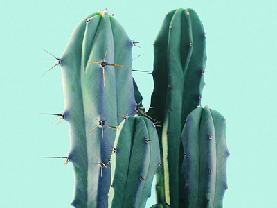 Prickly Little Cactus blue cactus cute pear prickly real tiny