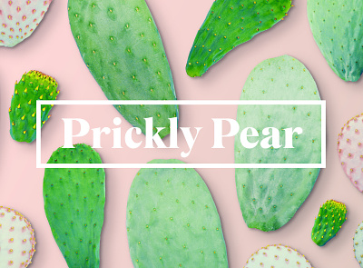 Pickly Pear Hero cacti cactus pear prickly succulents tiny