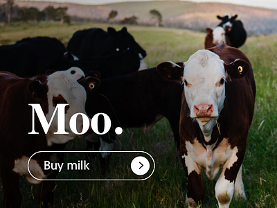 Button 083 button cow dailyui farm milk photography sans serif serif white
