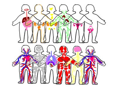 Organ System Illustrations (~2013)