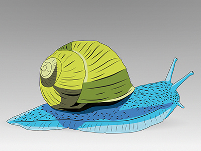 Snail illustration snail